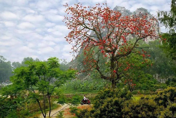 Cotton tree flowers in full bloom in early April - ảnh 2